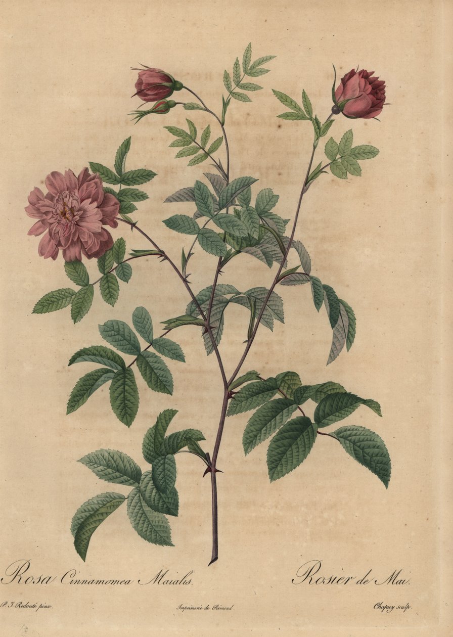 Różowa róża cynamonowa, Rosa majalis. autorstwa Jean Baptiste Chapuy