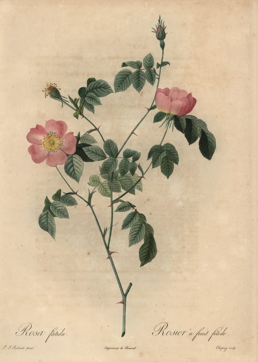 Rosa foetida, Rosier owocowy fetide. autorstwa Jean Baptiste Chapuy