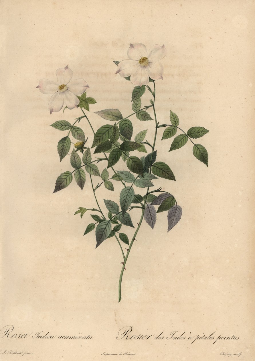 Biało-różowa róża chińska, Rosa chinensis. autorstwa Jean Baptiste Chapuy