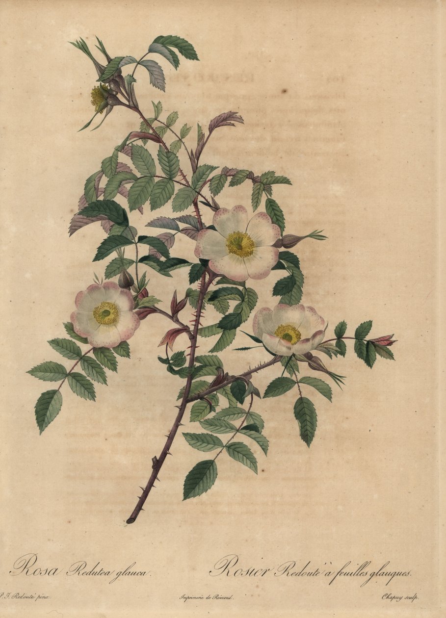 Róża biało-różowa, Rosa redutea glauca. autorstwa Jean Baptiste Chapuy