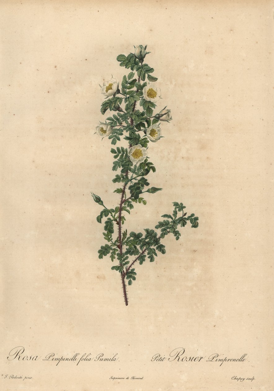 Biała róża biała, Rosa pimpinellifolia Pumila. autorstwa Jean Baptiste Chapuy