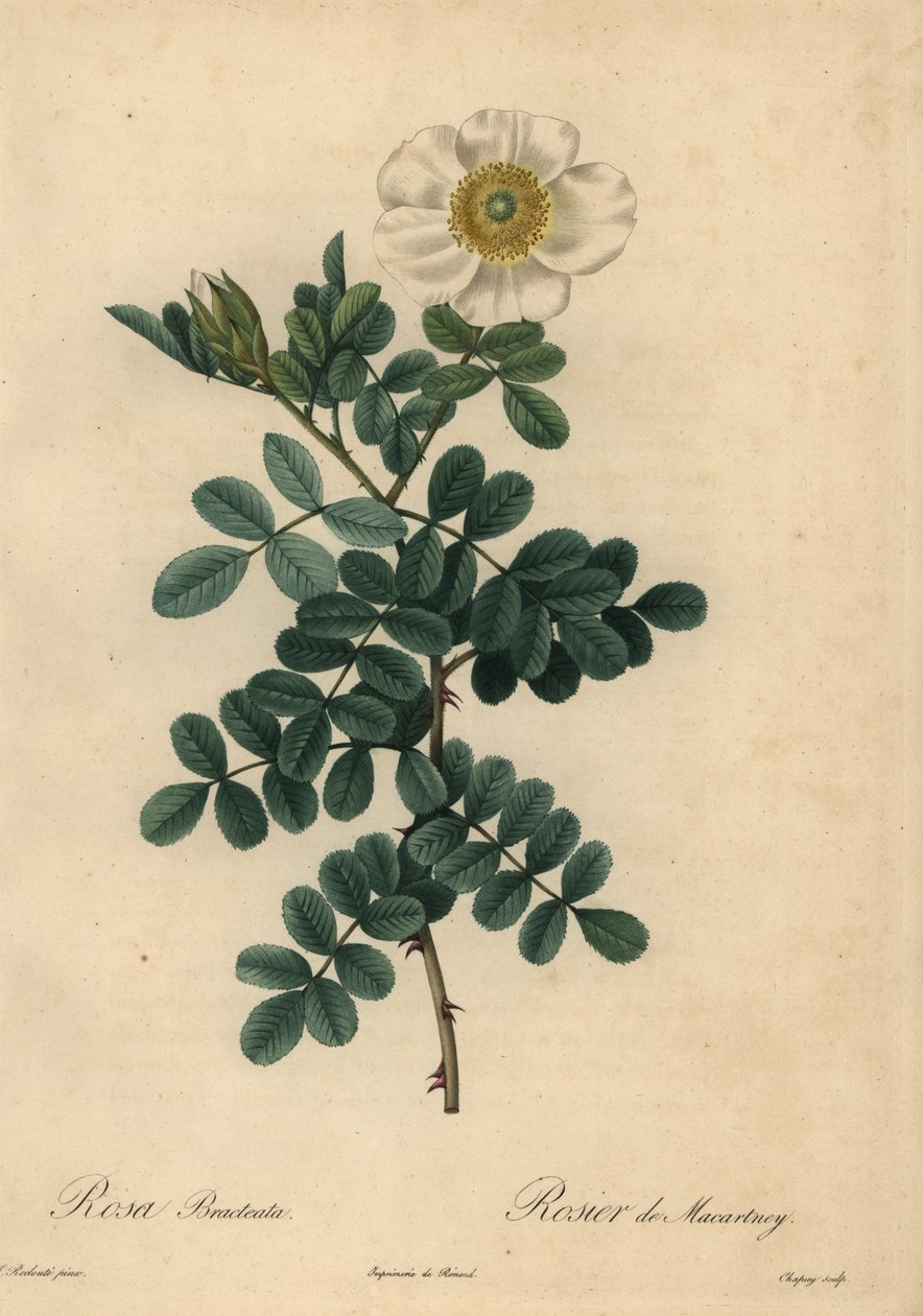 Róża biała, Rosa bracteata, autorstwa Jean Baptiste Chapuy