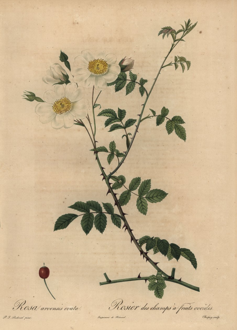 Biała róża polna, Rosa arvensis. autorstwa Jean Baptiste Chapuy