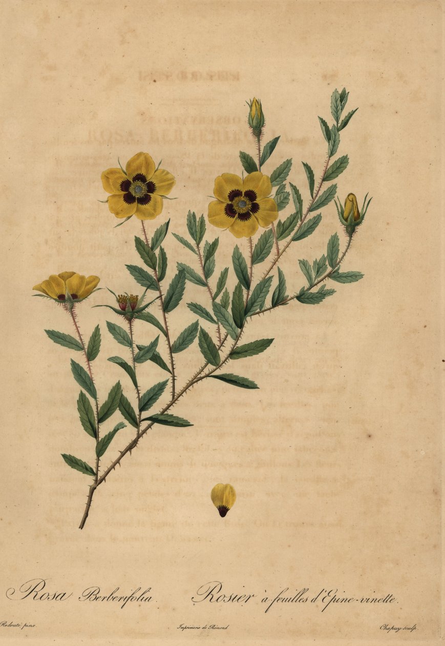 Żółta róża, Rosa berberifolia. autorstwa Jean Baptiste Chapuy