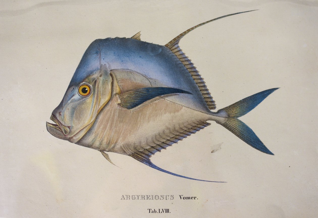 Argyreiosus vomer autorstwa Jean Baptiste Debret