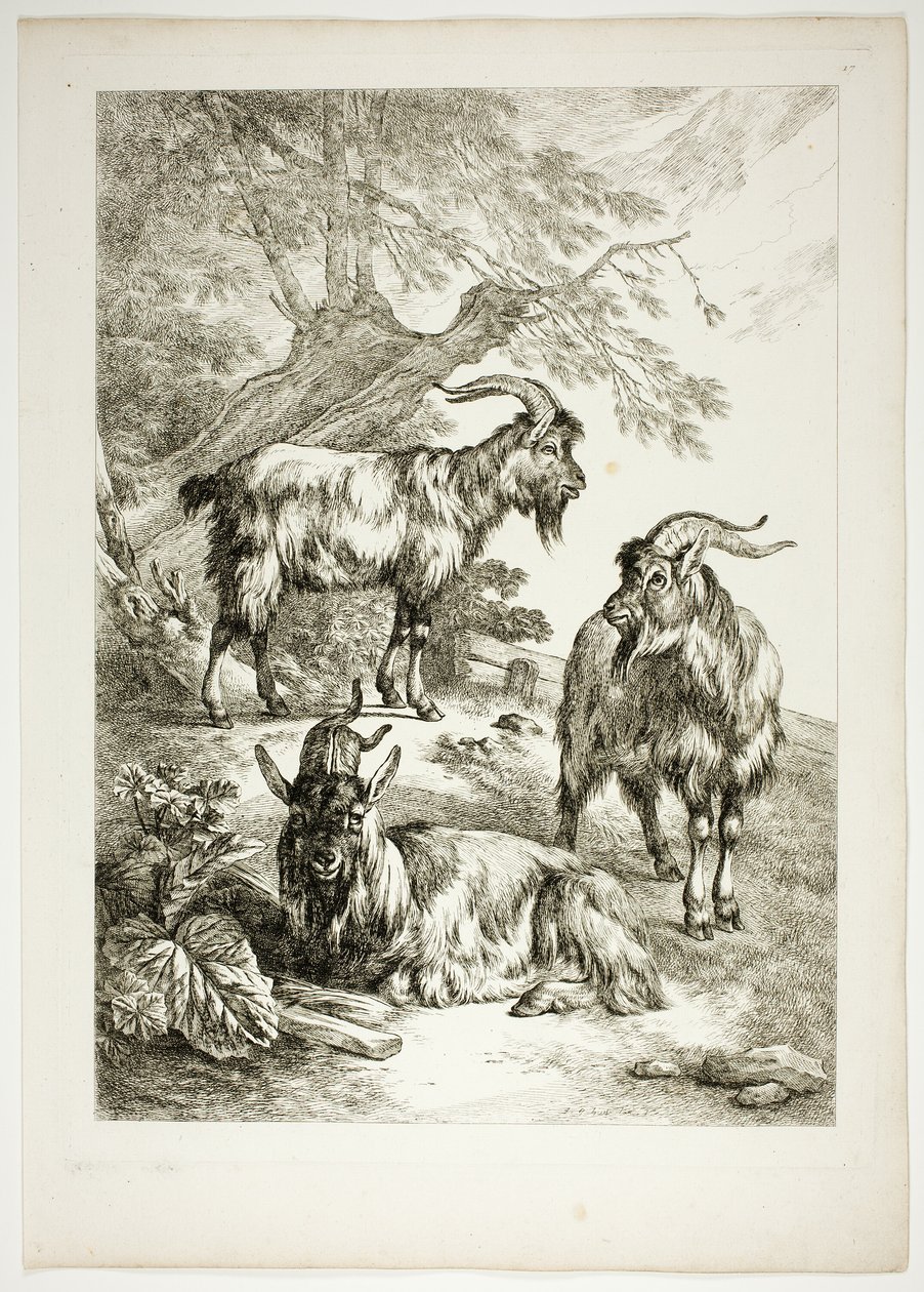 Tablica siedemnasta z 38 z Oeuvres de J. B. Huet autorstwa Jean Baptiste Huet
