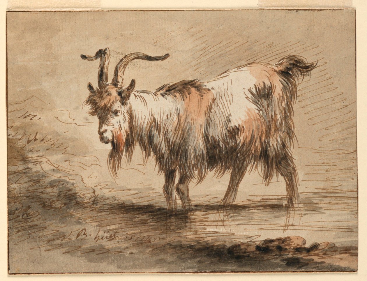Rysunek, Studium kozy, 1772 r. autorstwa Jean Baptiste Huet