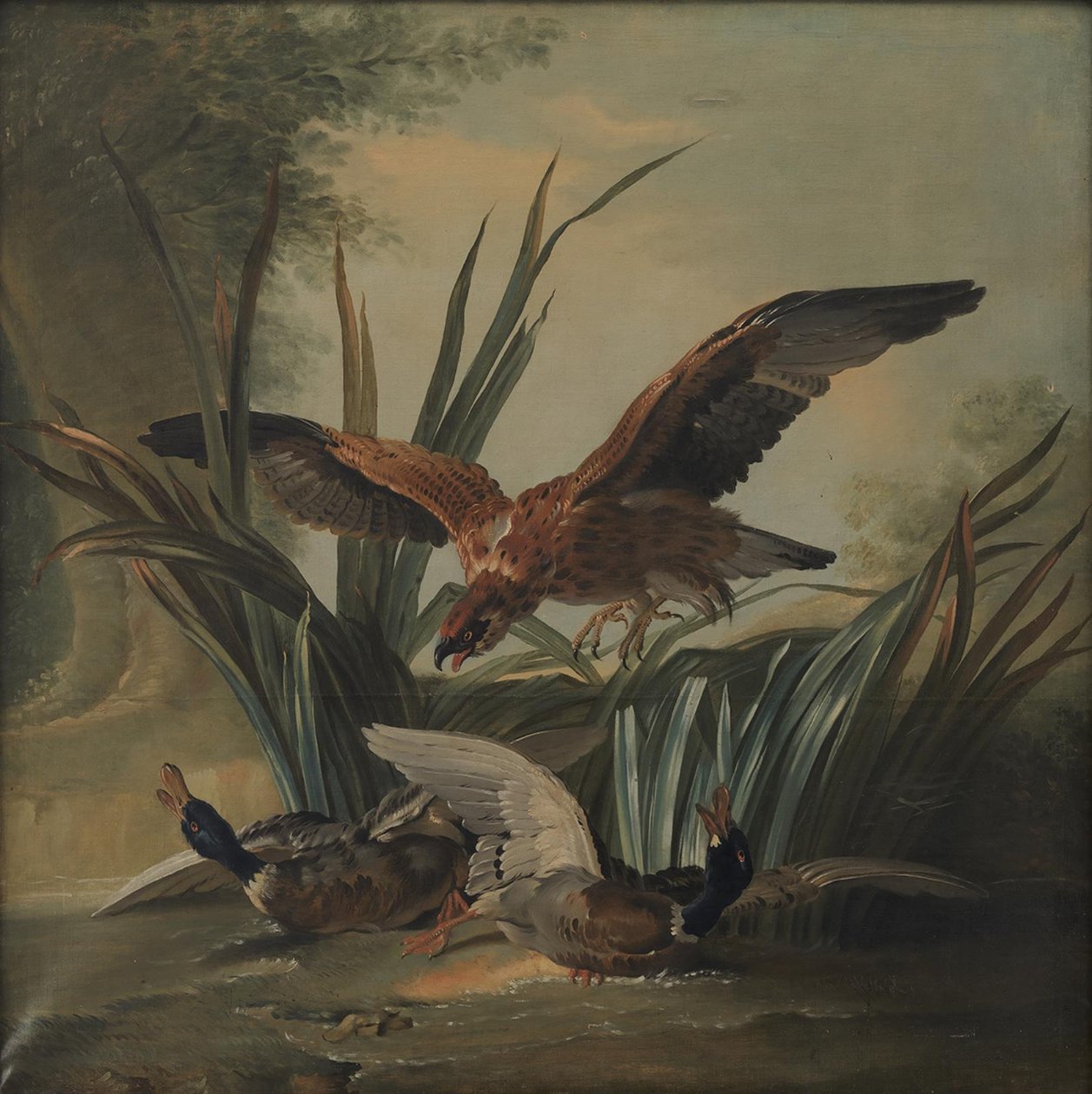 Jastrząb uderzający parę kaczek autorstwa Jean Baptiste Oudry