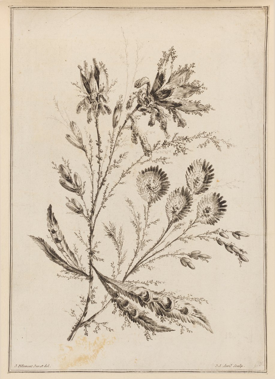 Kwiat Koni autorstwa Jean Baptiste Pillement