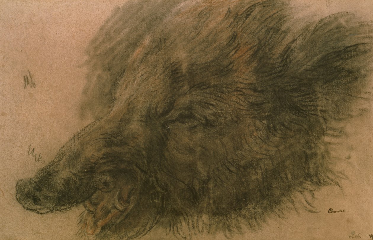Głowa dzika (węgiel na papierze) autorstwa Jean Baptiste Simeon Chardin