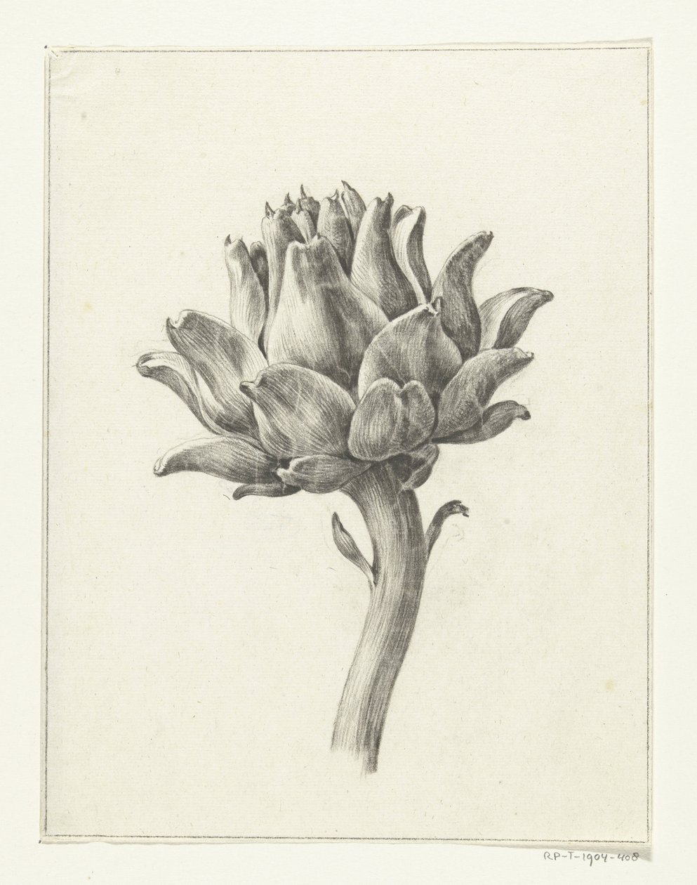 Karczoch autorstwa Jean Bernard