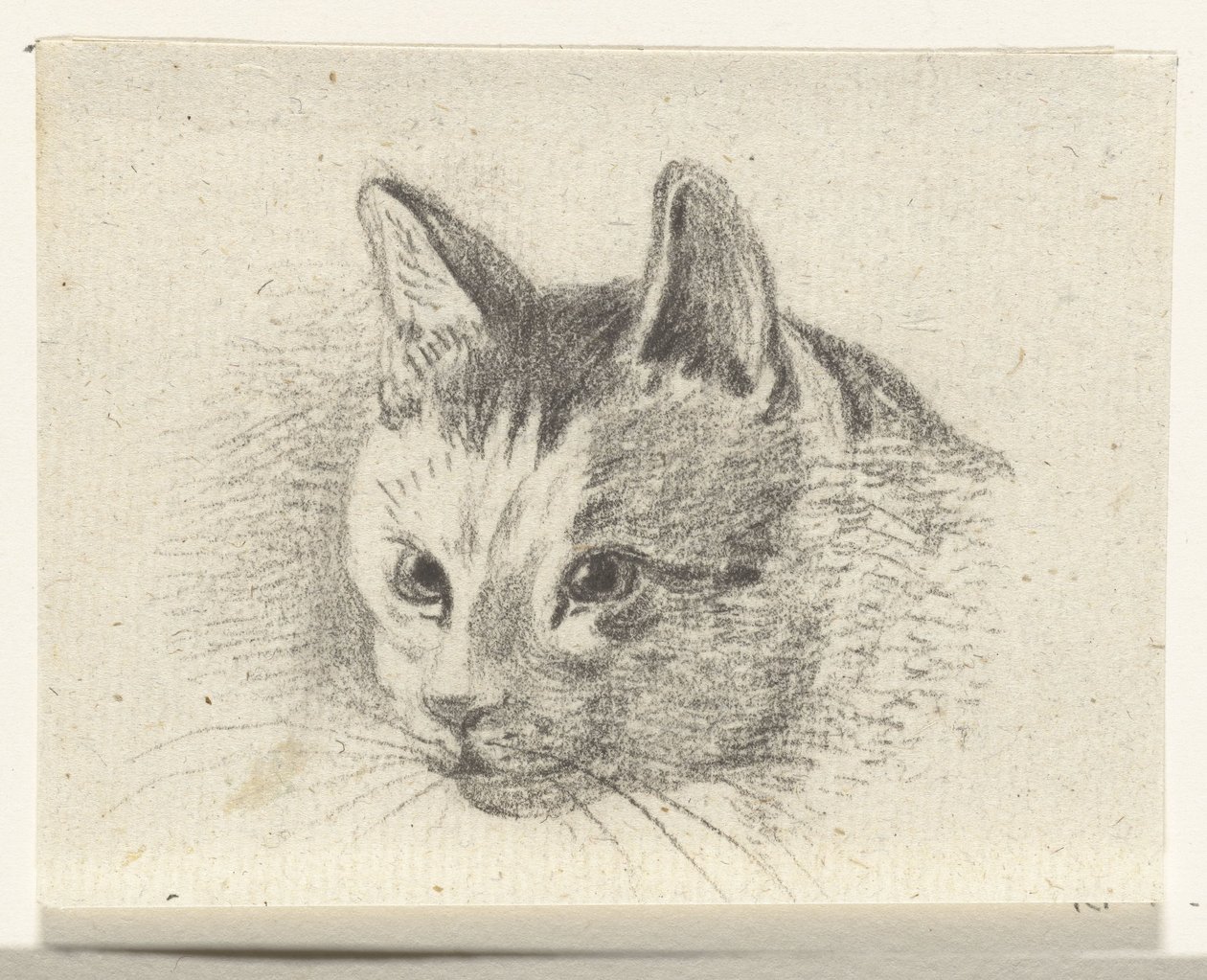 Głowa kota autorstwa Jean Bernard