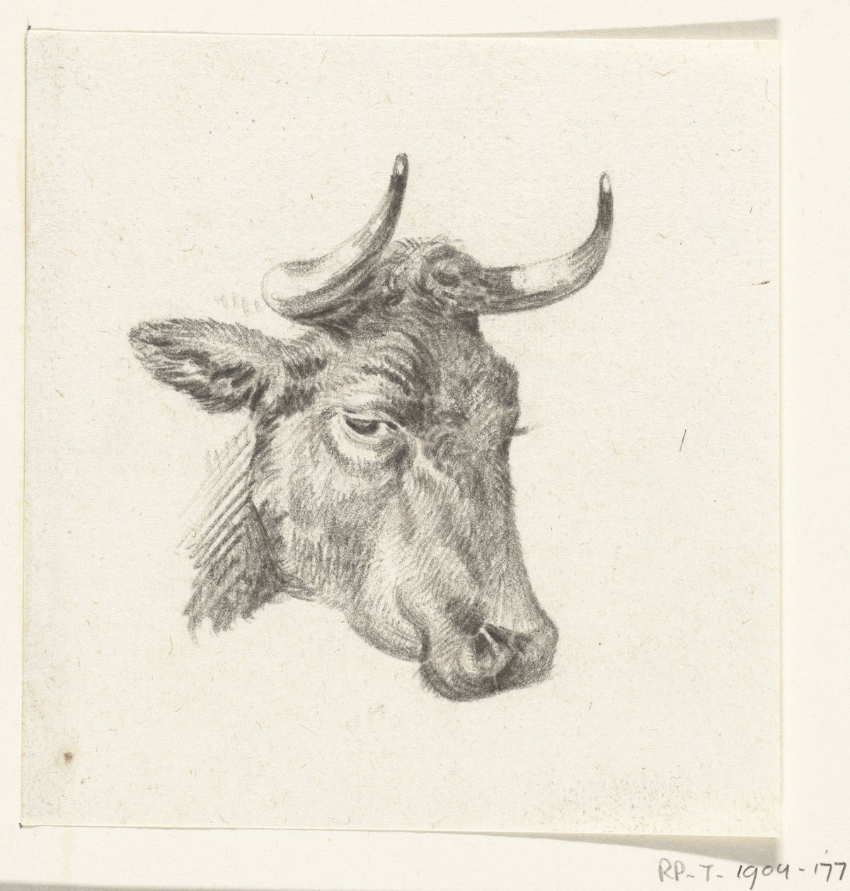 Głowa krowy autorstwa Jean Bernard