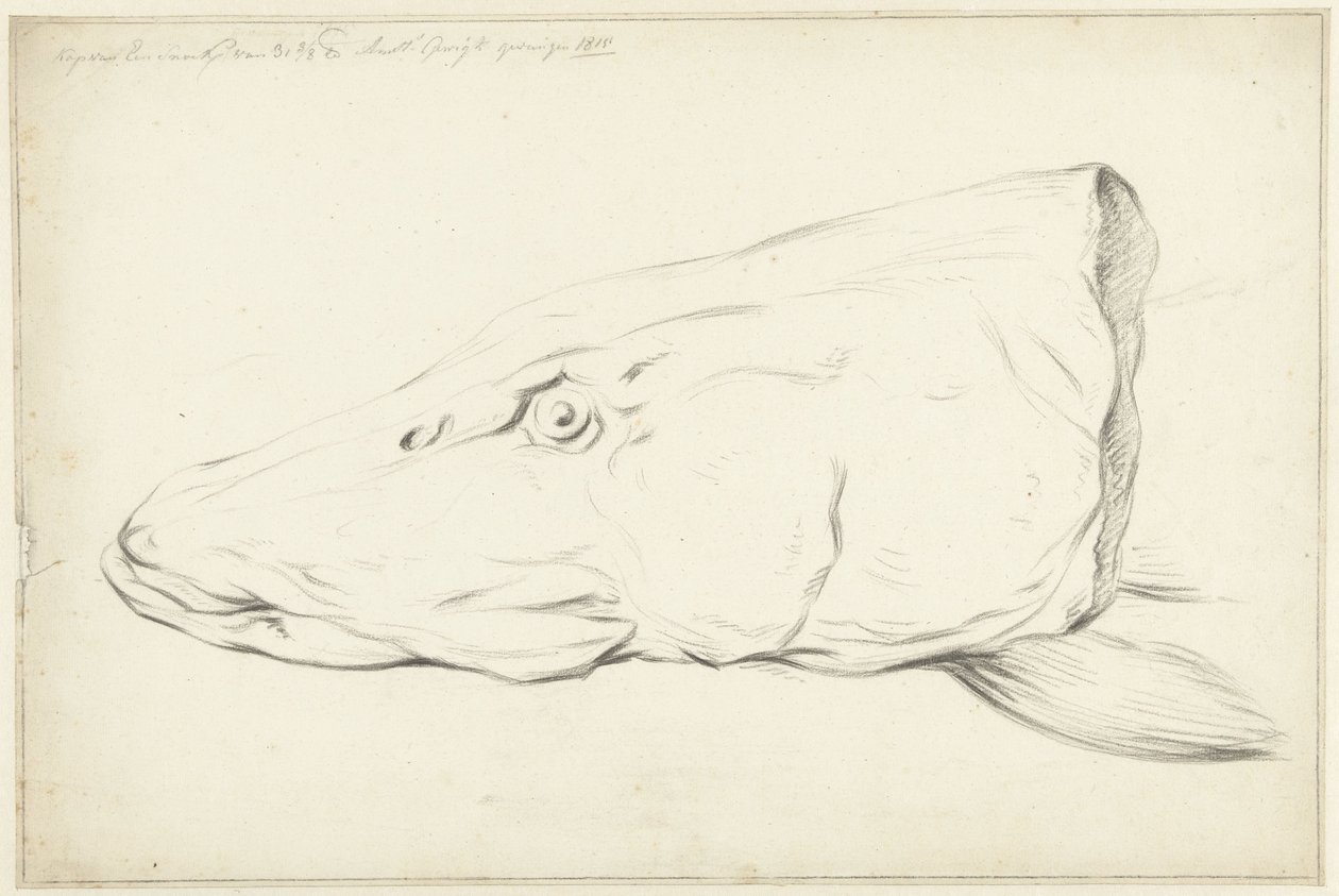 Głowa szczupaka autorstwa Jean Bernard