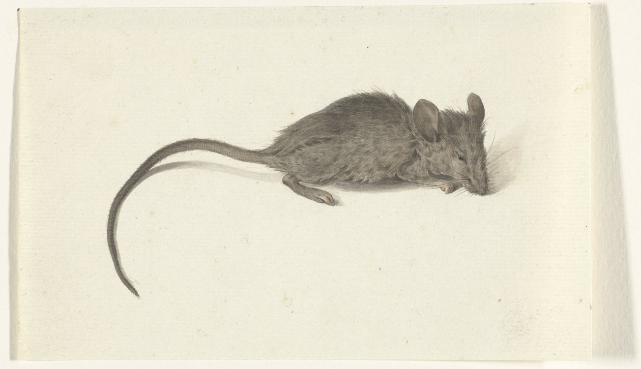 Mysz, prawy autorstwa Jean Bernard