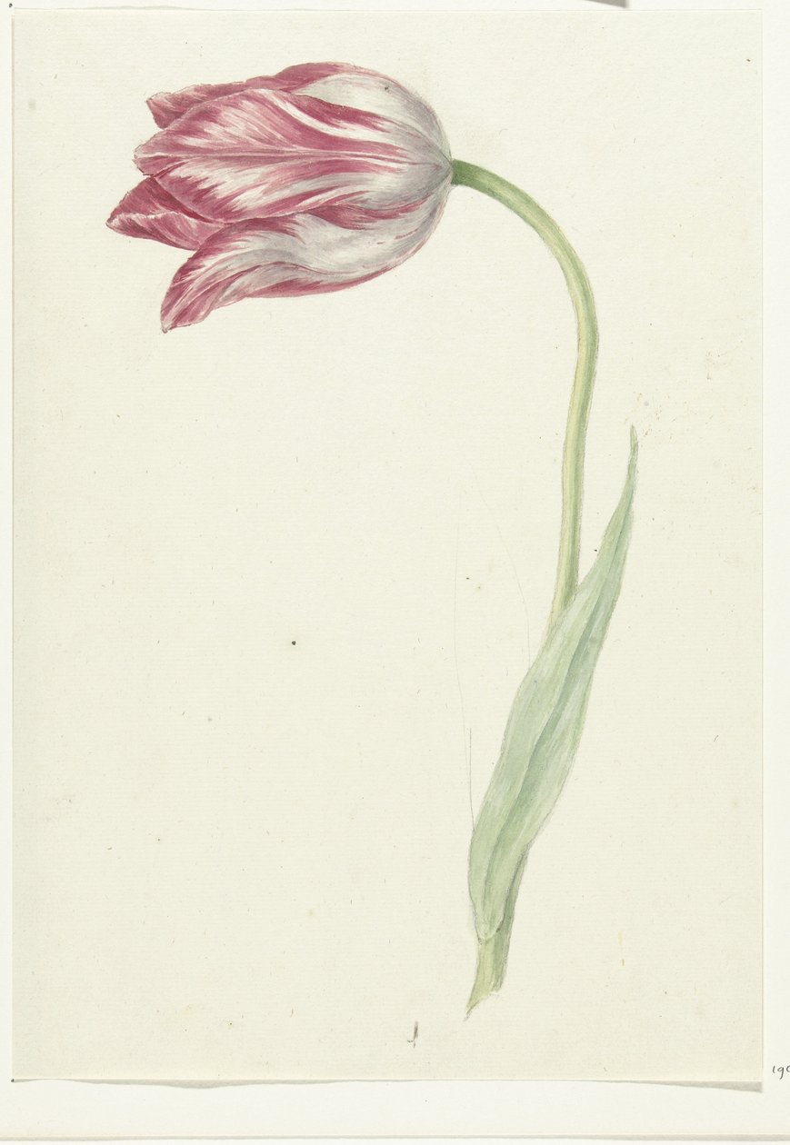 Różowy Tulipan autorstwa Jean Bernard
