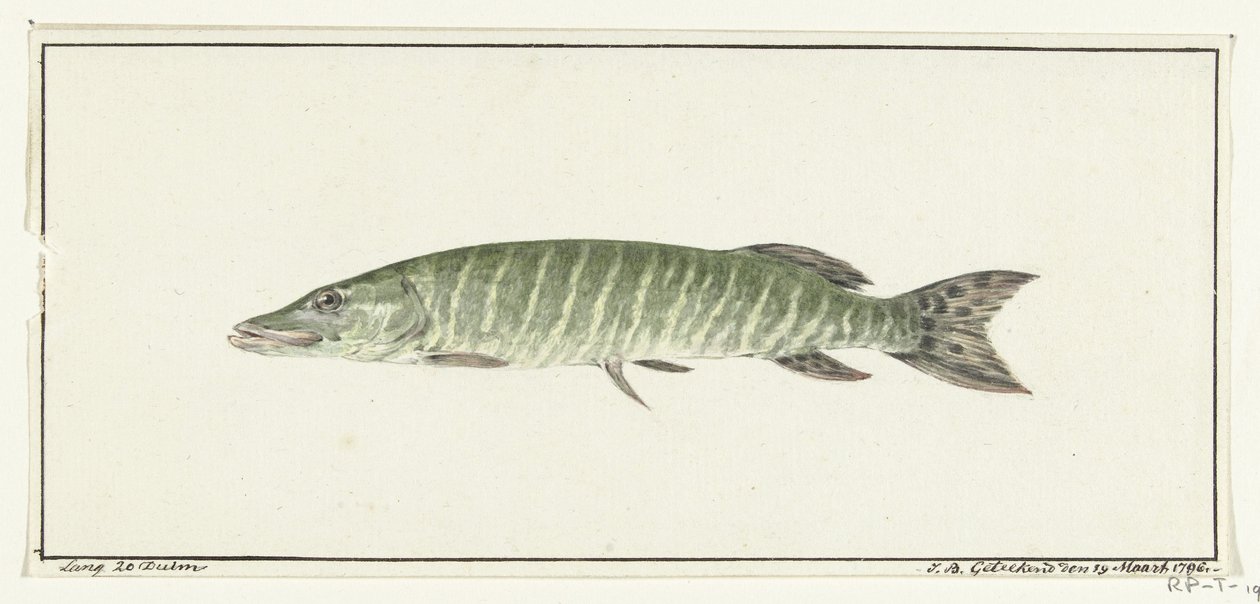 Szczupak autorstwa Jean Bernard