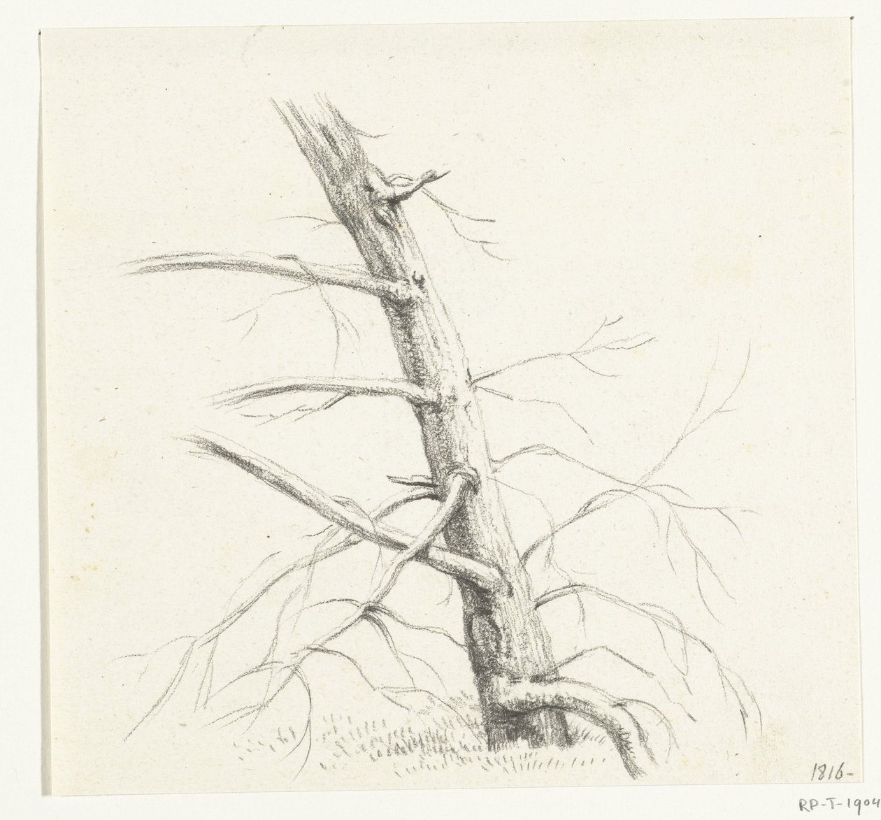 Studium drzewa autorstwa Jean Bernard