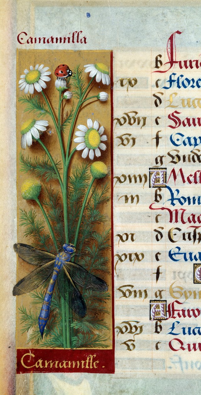 Botaniczny: rumianek z biedronką i ważką. Miniatura z „”Les grandes Hours d