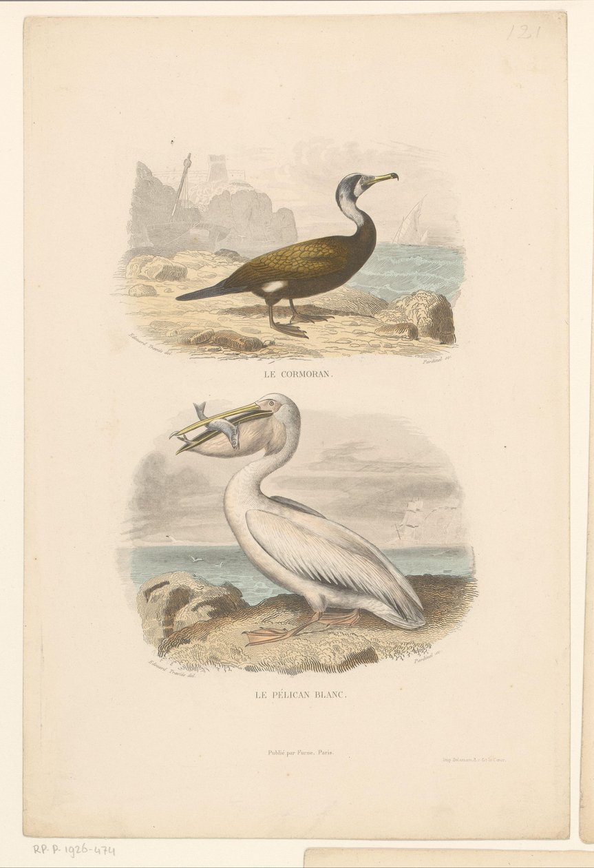 Kormoran i Biały Pelikan Le cormoran (tytuł na obiekcie) Le pelican blanc (tytuł na obiekcie) autorstwa Jean Charles Pardinel
