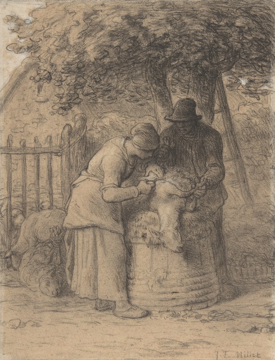 Strzyżenie owiec pod drzewem, ok. 1854 (kredka Conté z długopisem i brązowym tuszem i gwaszem na papierze) autorstwa Jean Francois Millet