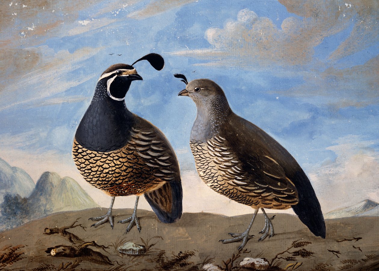Para kuropatw kalifornijskich, akwarela Prevosta, z minut podróży sporządzonych przez Jean-Francois de Galaup de La Perouse (1741-1788) w latach 1785-1788 autorstwa Jean Francois de Galaup de La Perouse