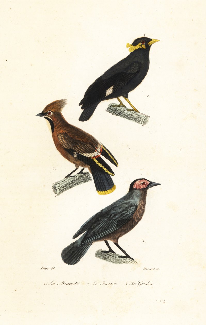 Wzgórze myna, jemiołuszka i coleto. autorstwa Jean Gabriel (after) Pretre
