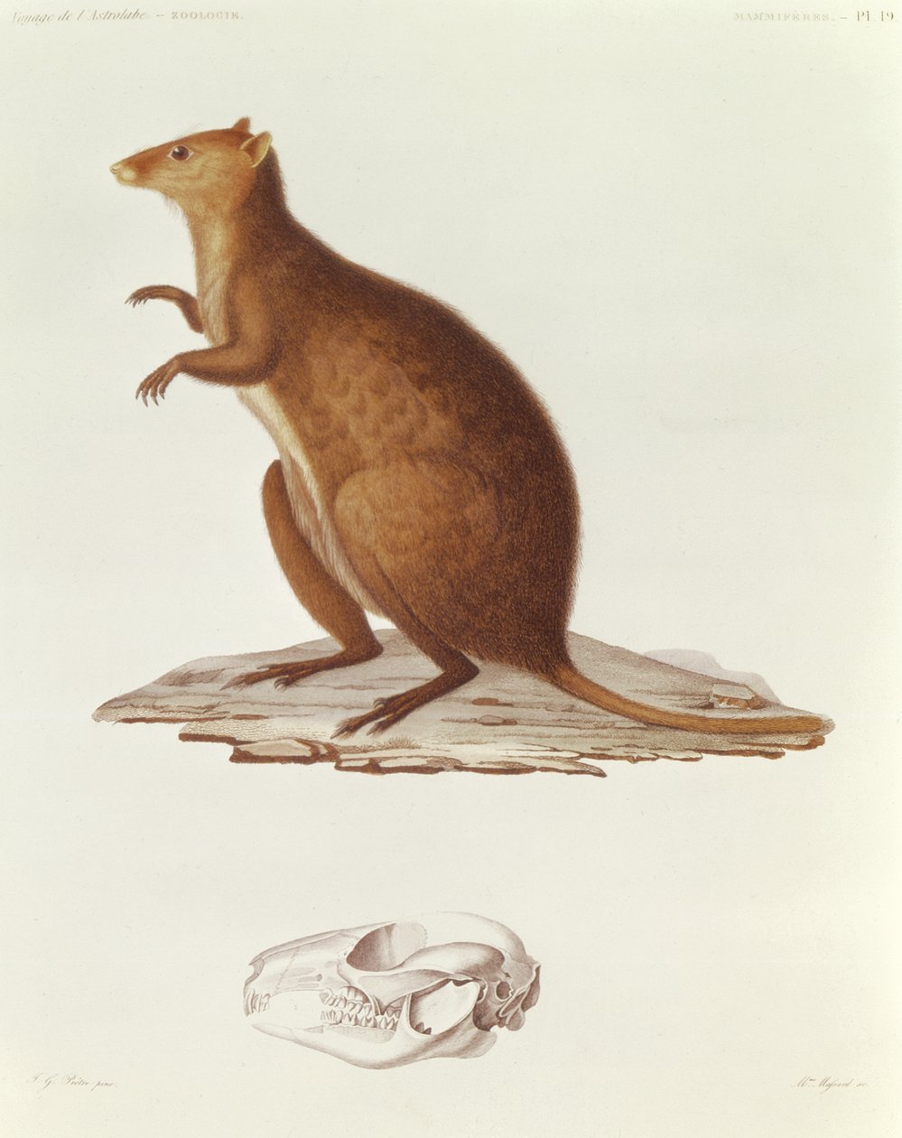 Walabia lub kangur krótkoogoniasty (setonix brachyrus) ilustracja z Voyage de la Corvette lAstrolabe Pendant les Annes 1826-29 autorstwa Julesa Sebastiena Cesara Dumonta dUrville (1790-1842) 1830-35 (engr autorstwa Jean Gabriel Pretre