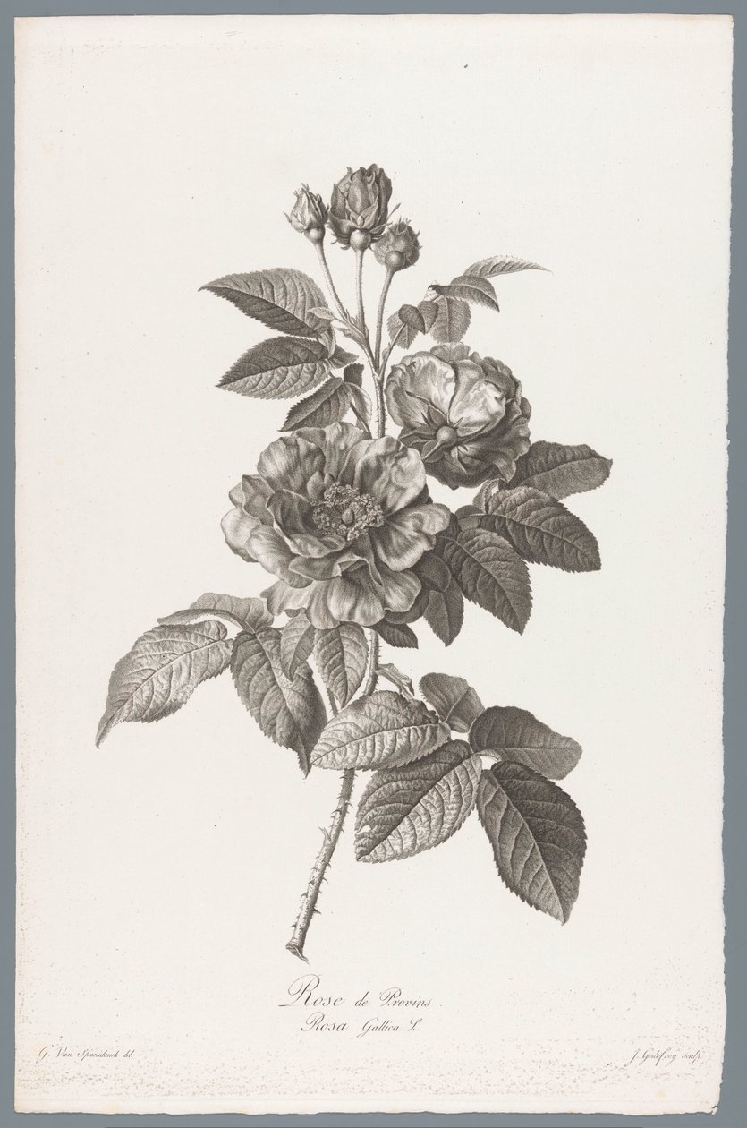 francuskie roos Rose de Provins / Rosa Gallica L. (tytuł na obiekcie) Kwiaty zaczerpnięte z natury (...) (tytuł serii) autorstwa Jean Godefroy