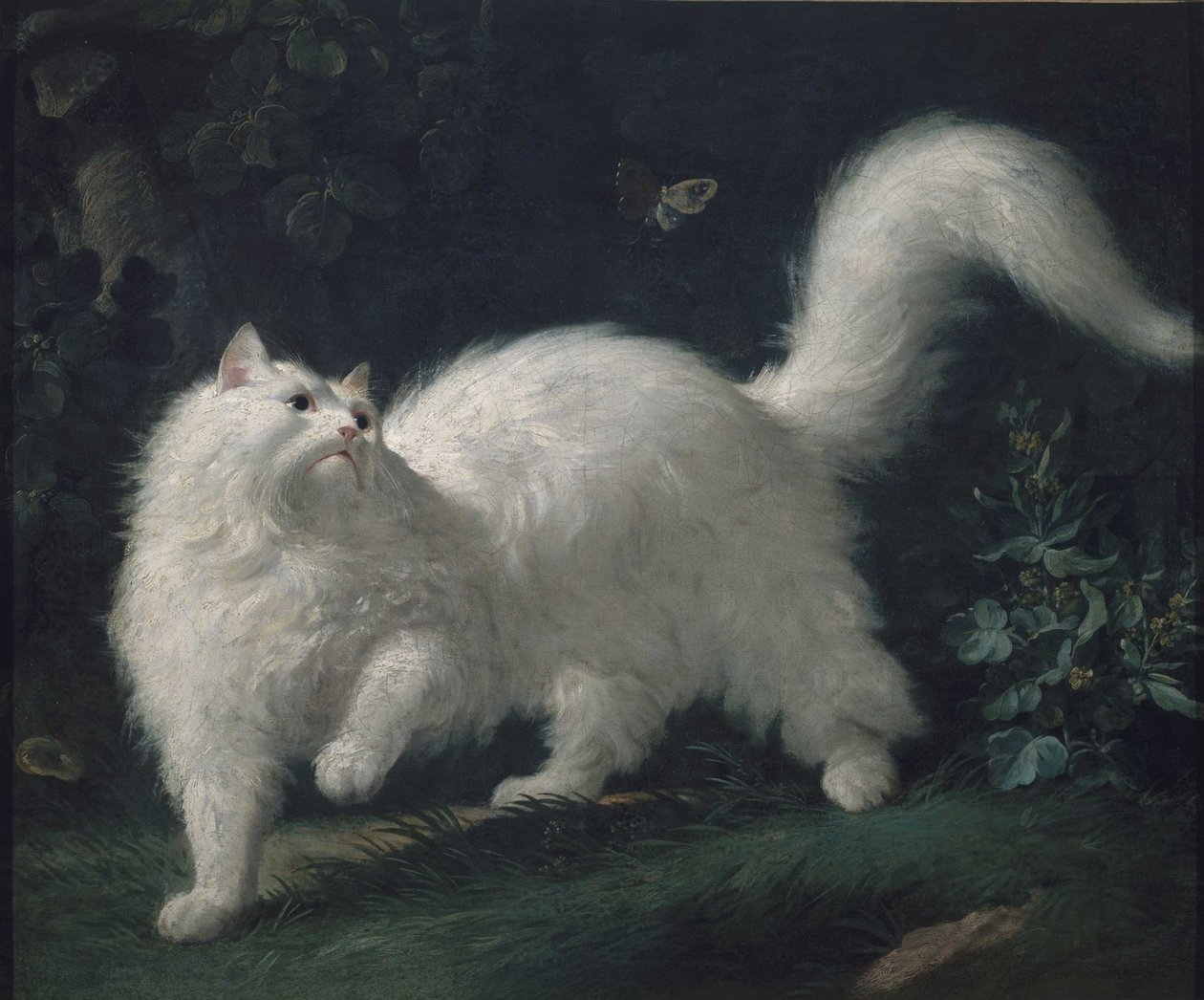 Kot angorski goniący motyla, ok. 1760 (olej na płótnie) autorstwa Jean Jacques Bachelier