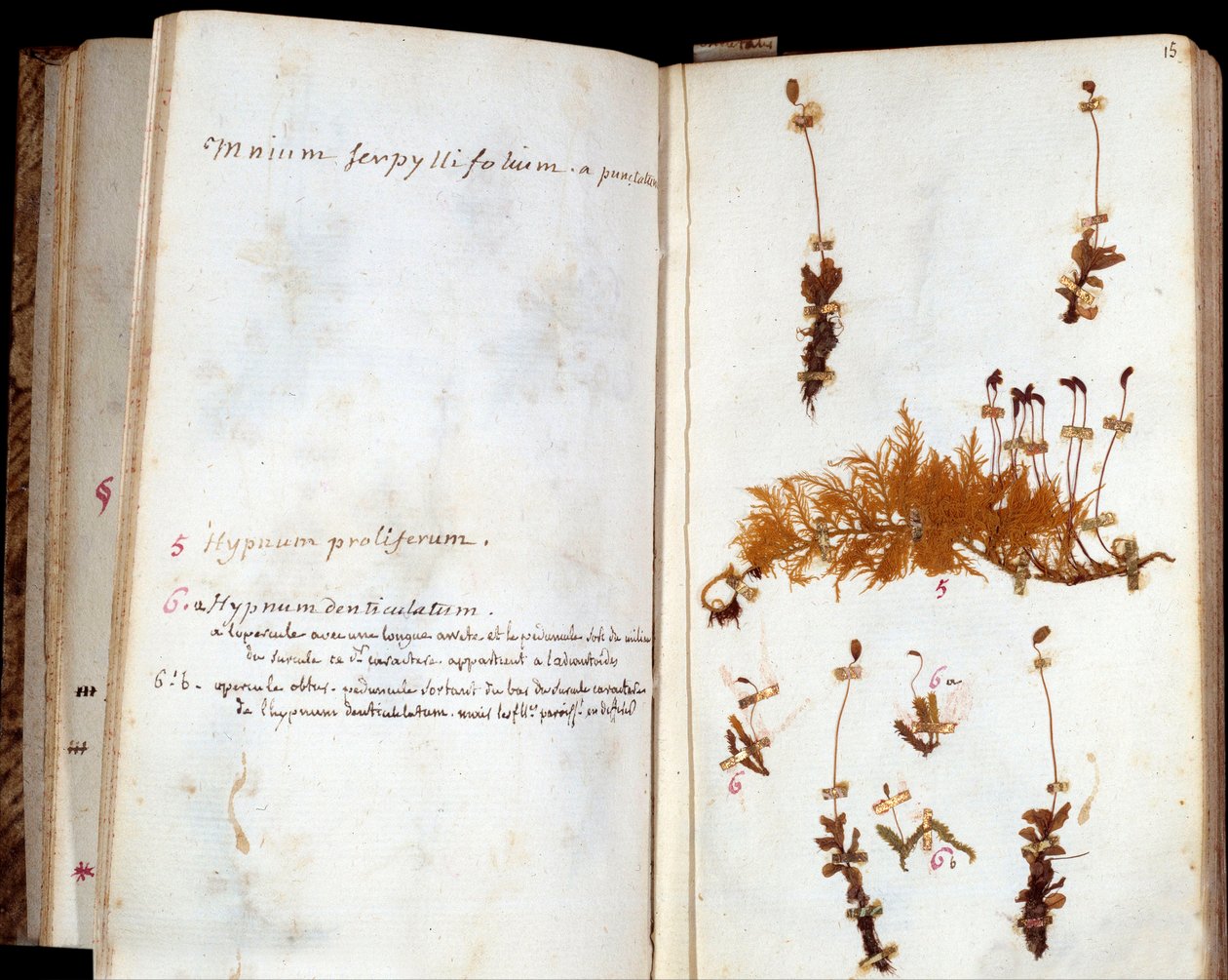 Strony zielnika Jeana Jacquesa Rousseau (1712-1778), pisarza i filozofa Lumieres, liść i kwiaty z adnotacjami rękopisu autorstwa Jean Jacques Rousseau