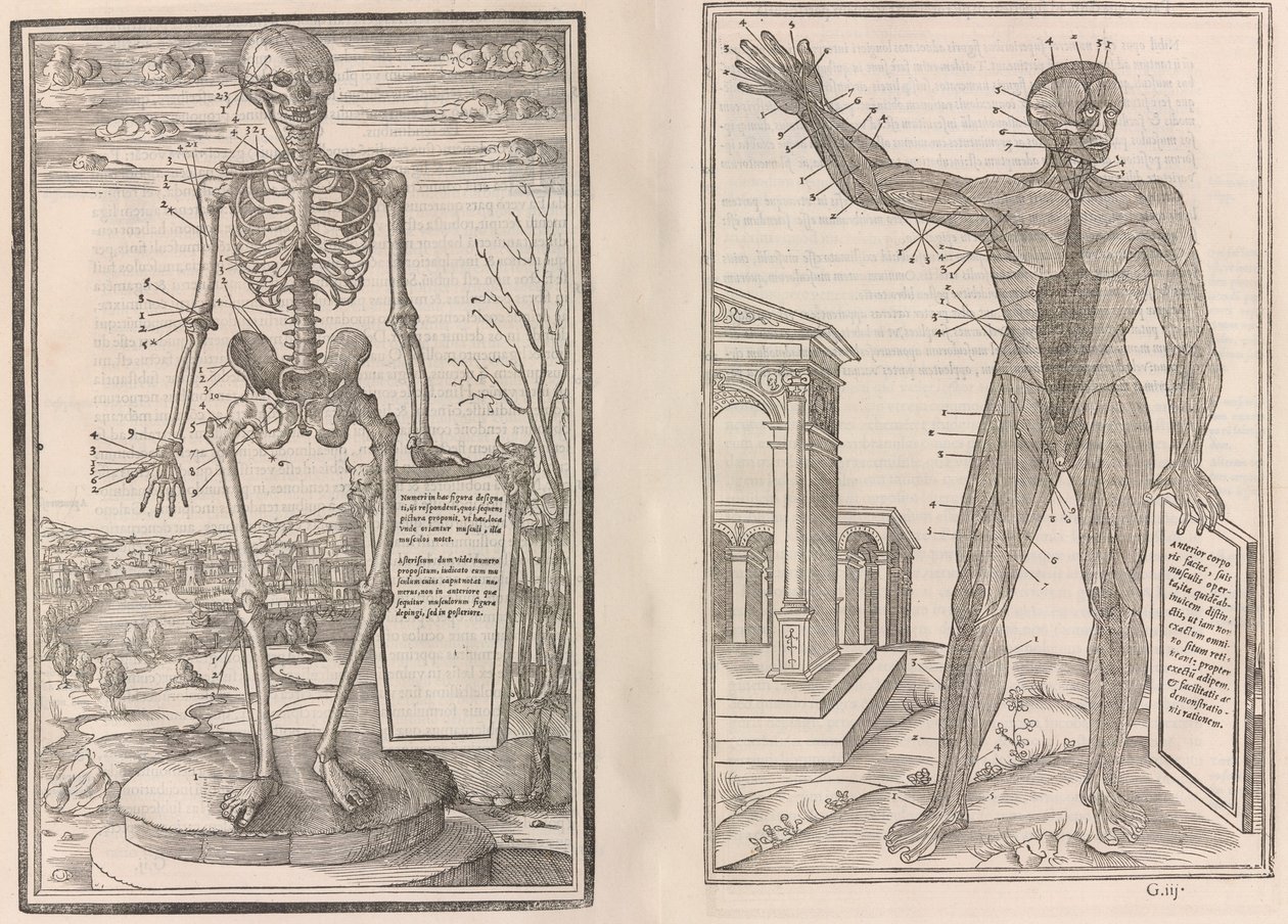 O sekcji części ludzkiego ciała, księga trzecia, 1545 autorstwa Jean Jollat