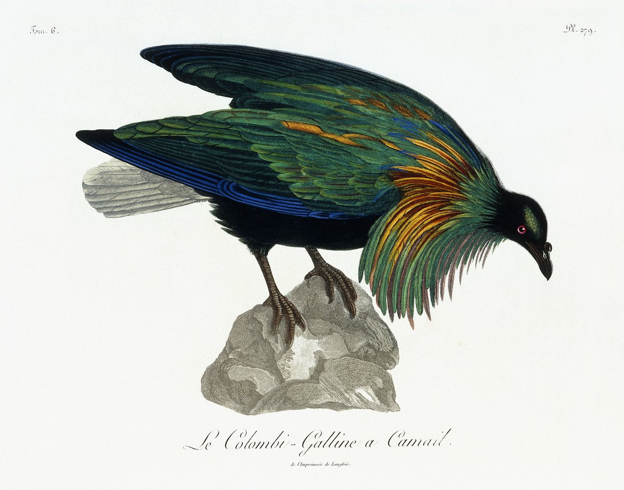 Gołąb Nikobara, 1799-1808 autorstwa Jean Lebrecht Reinold