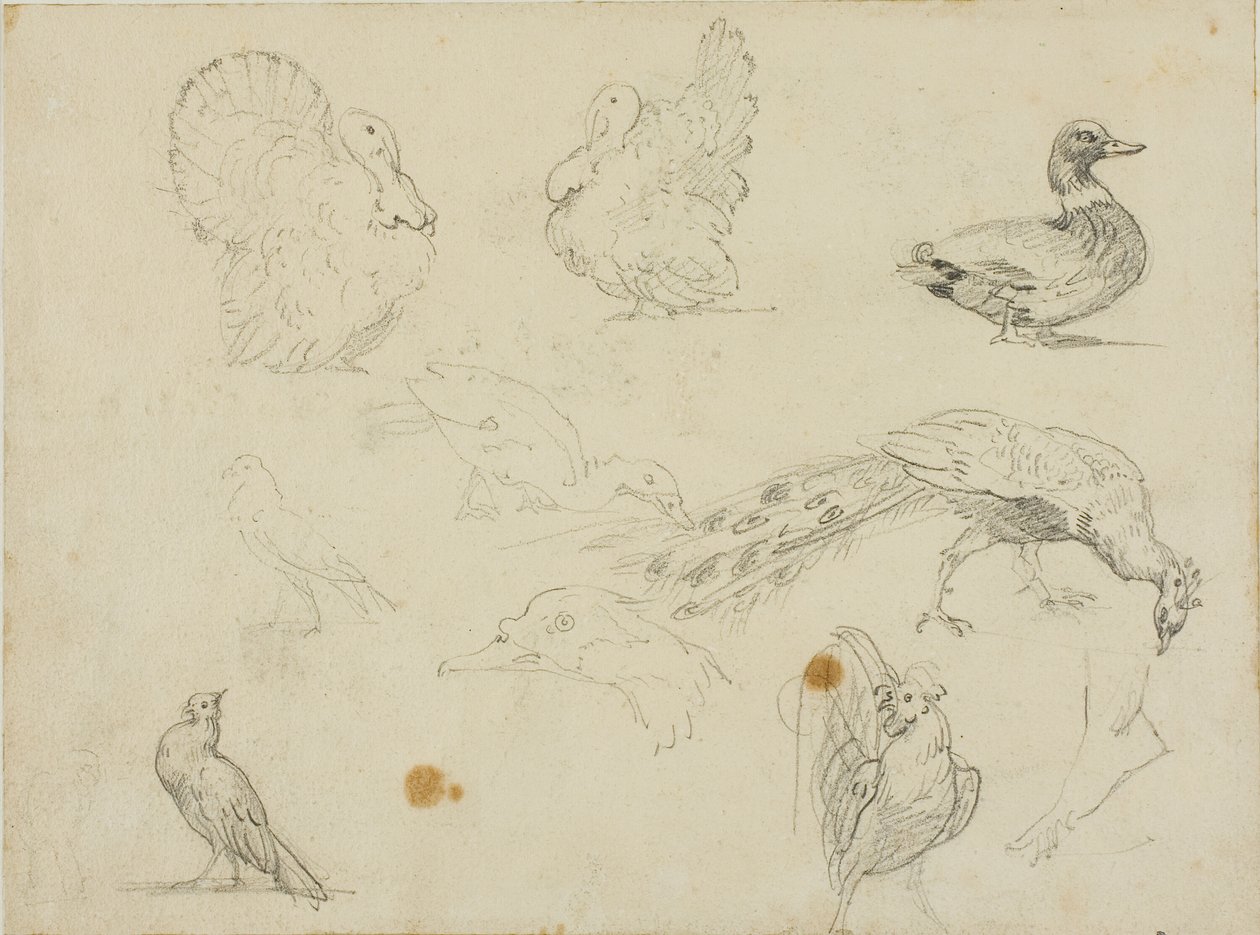 Szkice ptactwa domowego autorstwa Jean Louis André Théodore Géricault