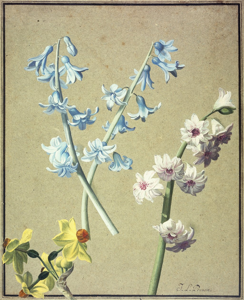 Niebieski i lawendowy hiacynt i żółty narcyz, ok. 1805 r. autorstwa Jean Louis Prevost