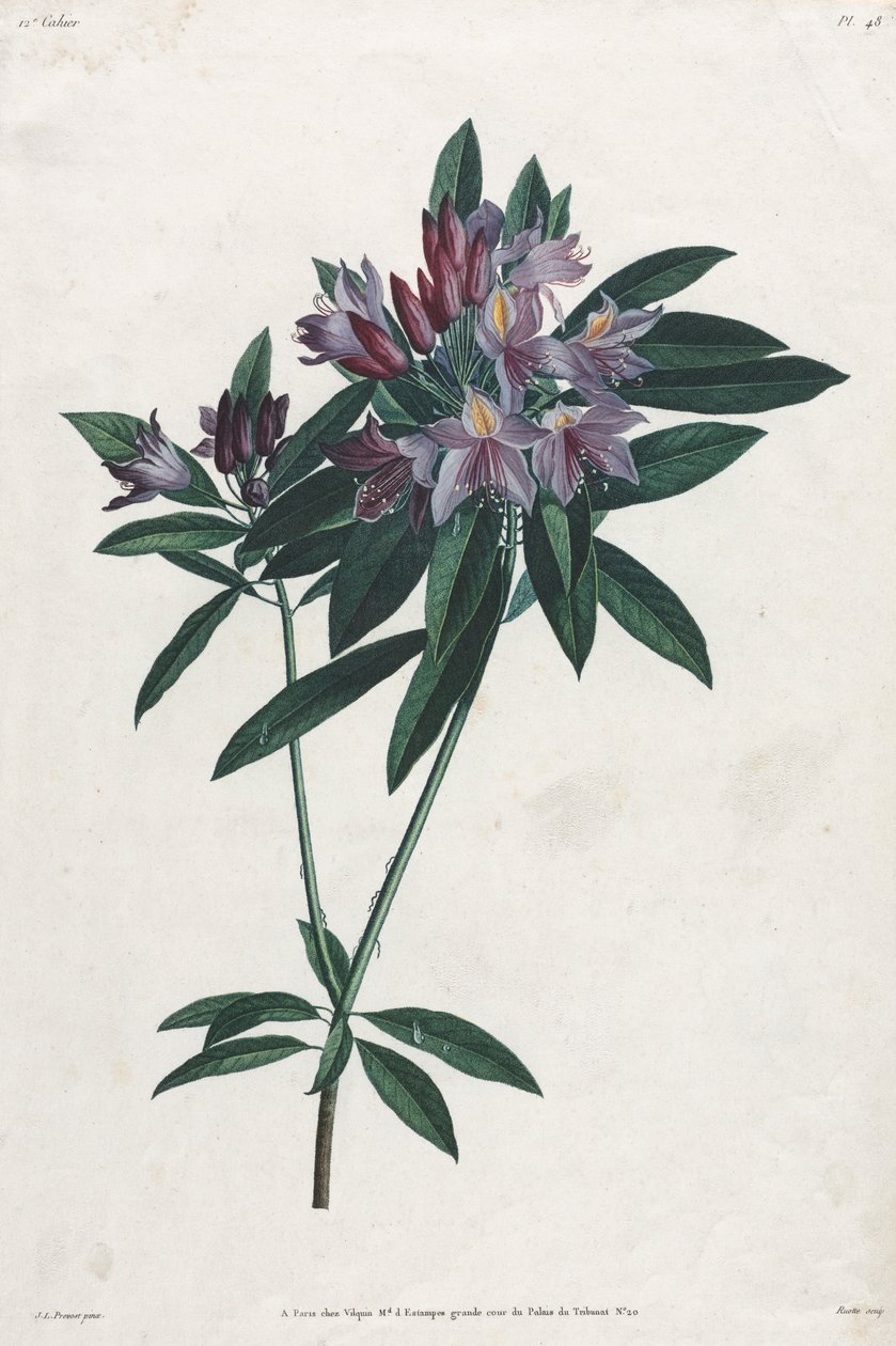 Rododendron pontyjski, 1805. autorstwa Jean Louis Prévost.