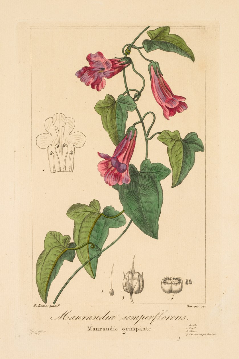 Flora ogrodników, amatorów i wytwórców: Maurandia semperflorens, 1836. autorstwa Jean Pierre Frederic Barrois