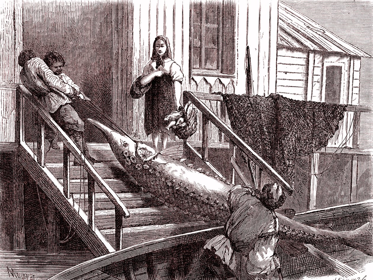 Łowienie jesiotra na rzece Wołdze w Rosji. 1867 (grawerowanie) autorstwa Jean Pierre Moynet