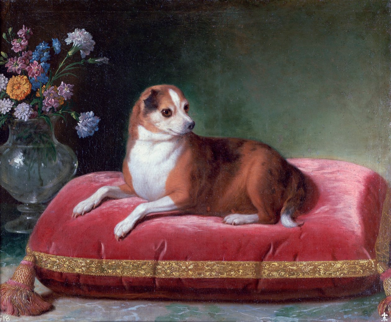 Suka na poduszce, c1694-1735 autorstwa Jean Ranc