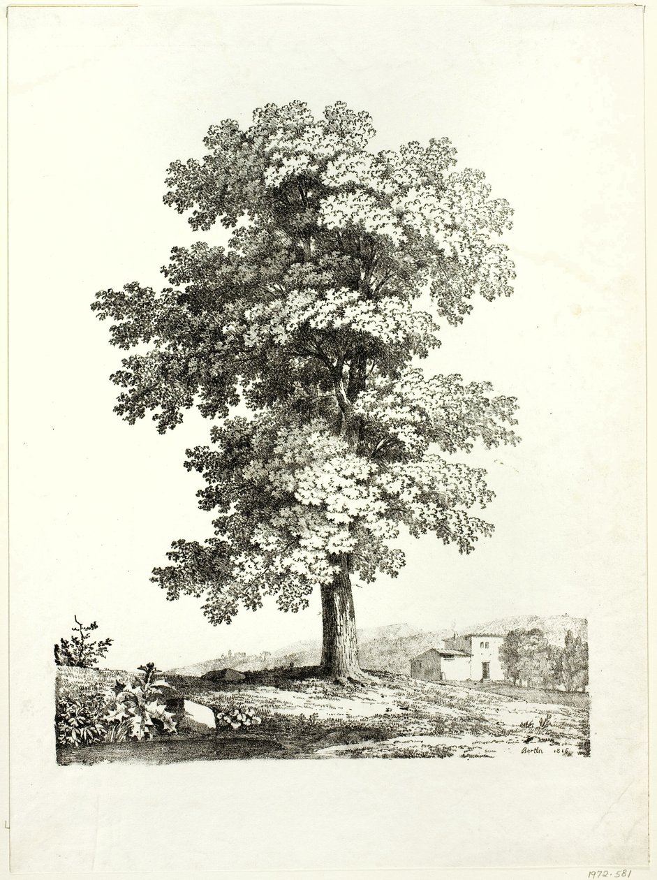 Studium drzewa autorstwa Jean Victor Bertin