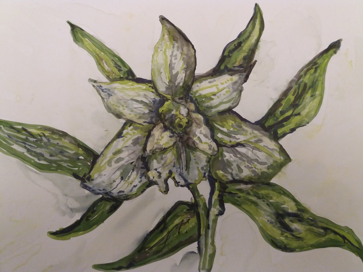 Zielona orchidea autorstwa Jeannette Stein