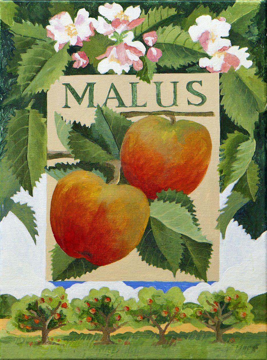 Malus (jabłko), 2014 (akryl na płótnie) autorstwa Jennifer Abbott