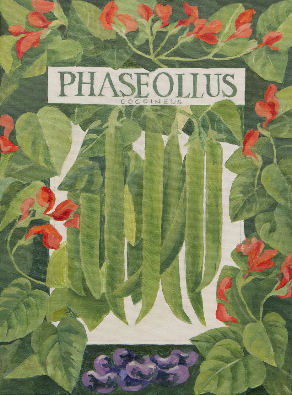 Phaseollus (fasola wielokwiatowa) (akryl) autorstwa Jennifer Abbott