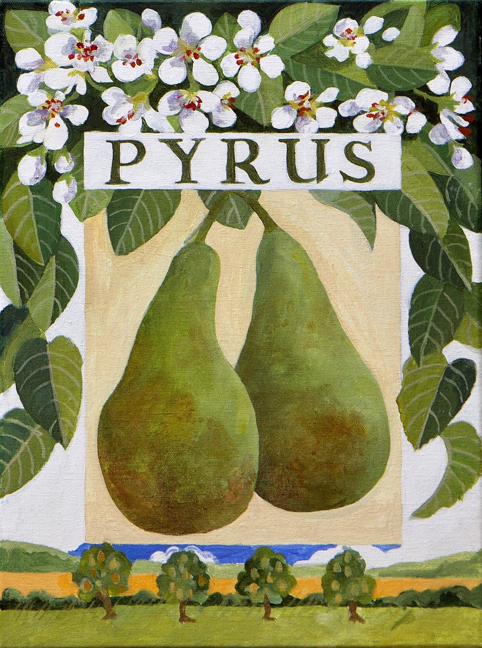 Pyrus (gruszka), 2014 (akryl na płótnie) autorstwa Jennifer Abbott