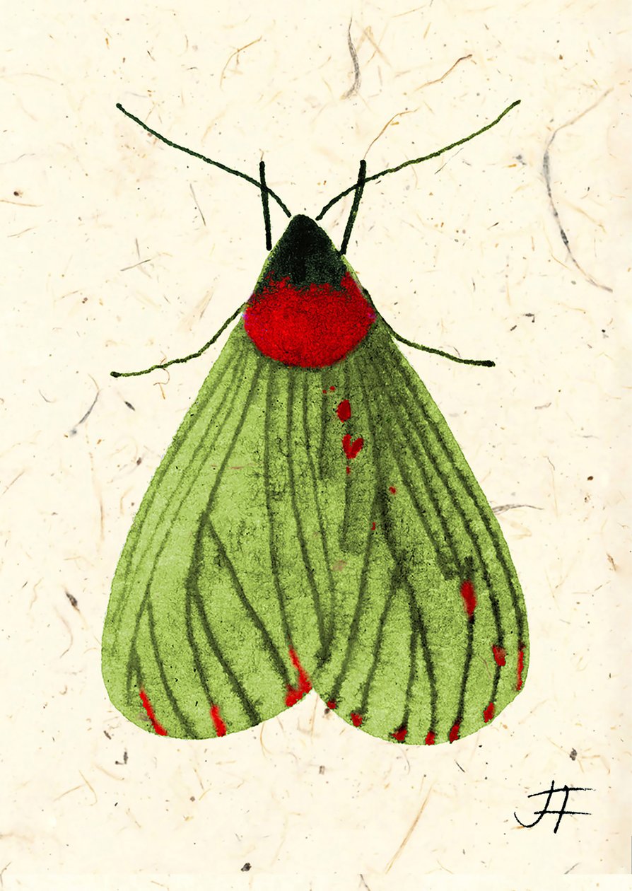 FlyMoth, 2024 (akwarela na papierze) autorstwa Jenny Frean