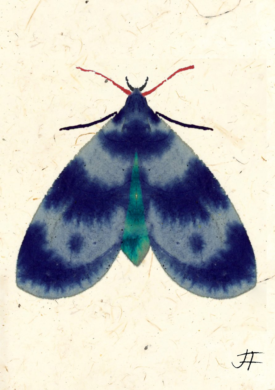 Indigo Moth, 2024 (akwarela na papierze) autorstwa Jenny Frean