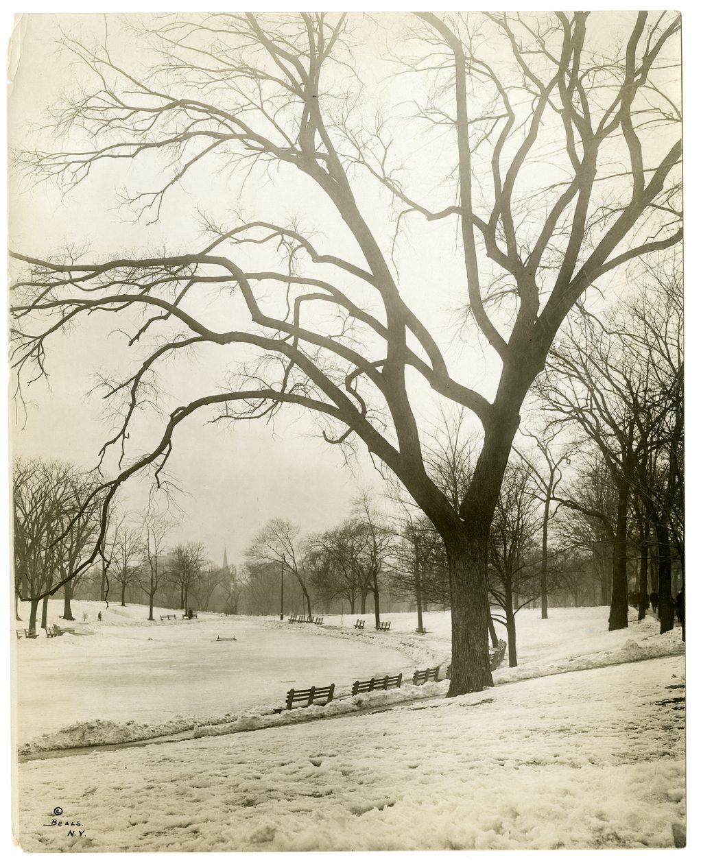 Boston Common i frog-pond, przy drzewie, Boston, USA, ok. 1902-10 (zdjęcie żelatynowo-srebrowe) autorstwa Jessie Tarbox Beals