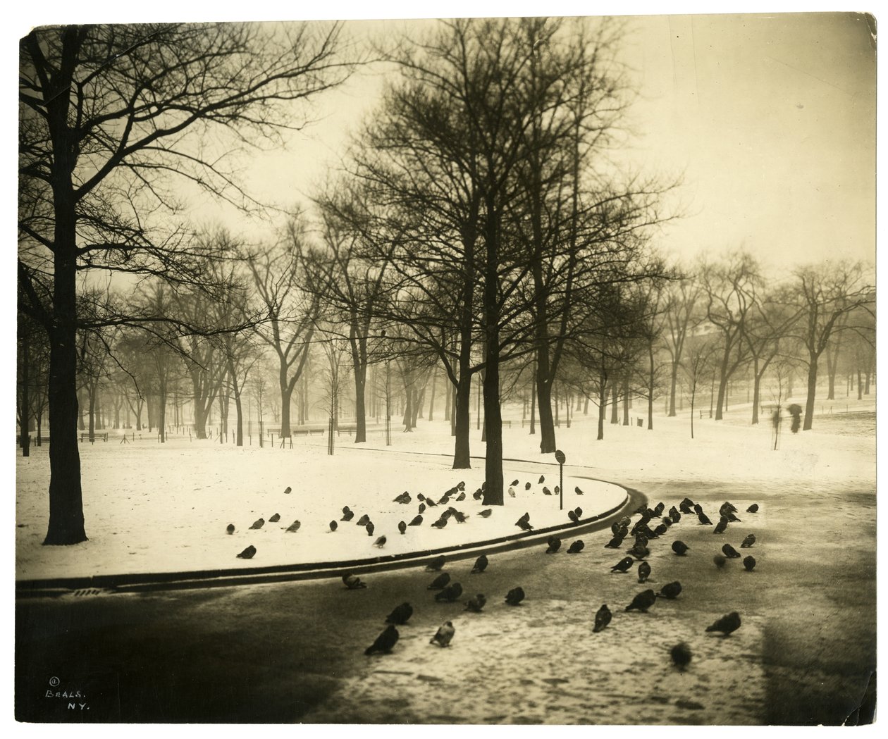 Wspólne z gołębiami, Boston, USA, ok.1902-10 (zdjęcie żelatynowo-srebrowe) autorstwa Jessie Tarbox Beals