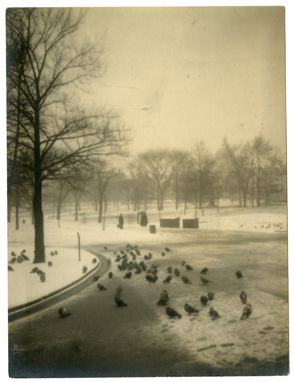 Powszechne u gołębi, Boston, USA, ok.1902-10 autorstwa Jessie Tarbox Beals