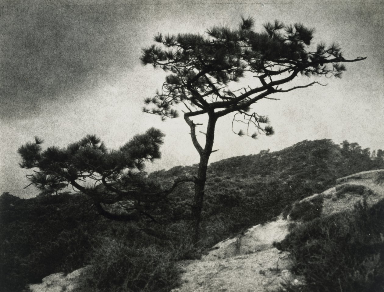 Znani Torrey Pines autorstwa Jessie Tarbox Beals